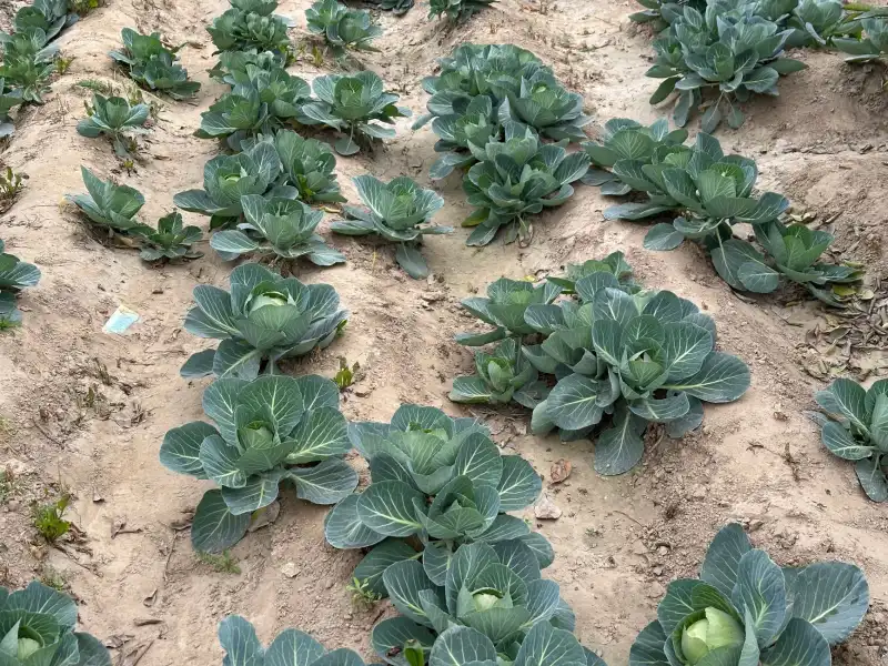 长沙古筝琴行选购指南：敦煌与月灵等十大品牌授权专卖店对比分析